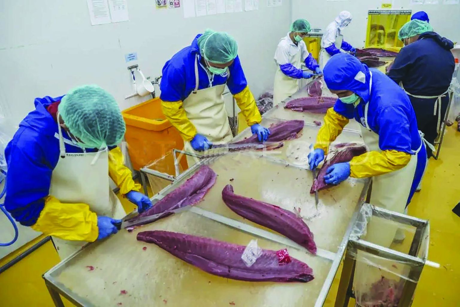 Sejumlah pekerja memotong daging ikan tuna untuk kebutuhan ekspor di salah satu unit pengolahan ikan di kompleks Pelabuhan Perikanan Nusantara Ternate, Maluku Utara.(foto:mb/ant)