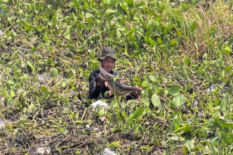 Kemarau Panjang, Rawa Di Bypass Bayur-Panangkalaan Bawa Berkah Bagi Warga PANEN IKAN-Foto salah satu warga yang panen ikan di By Pass Bayur-Panangkalaan, Kabupaten Hulu Sungai Utara (HSU), Kalimantan Selatan, Minggu lalu.(ant)