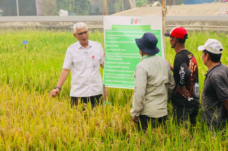 FGD Integrasi Pertanian, Peternakan dan Perikanan, HSU Dorong Agro-Minapolitan Jadi Penopang Logistik Kalsel LAHAN PERTANIAN-Wabup HSU Hero Setiawan meninjau lahan pertanian. (yusuf)