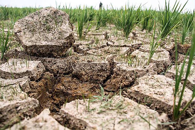 El Nino Ancam Target Swasembada Pangan (foto:mb/web)