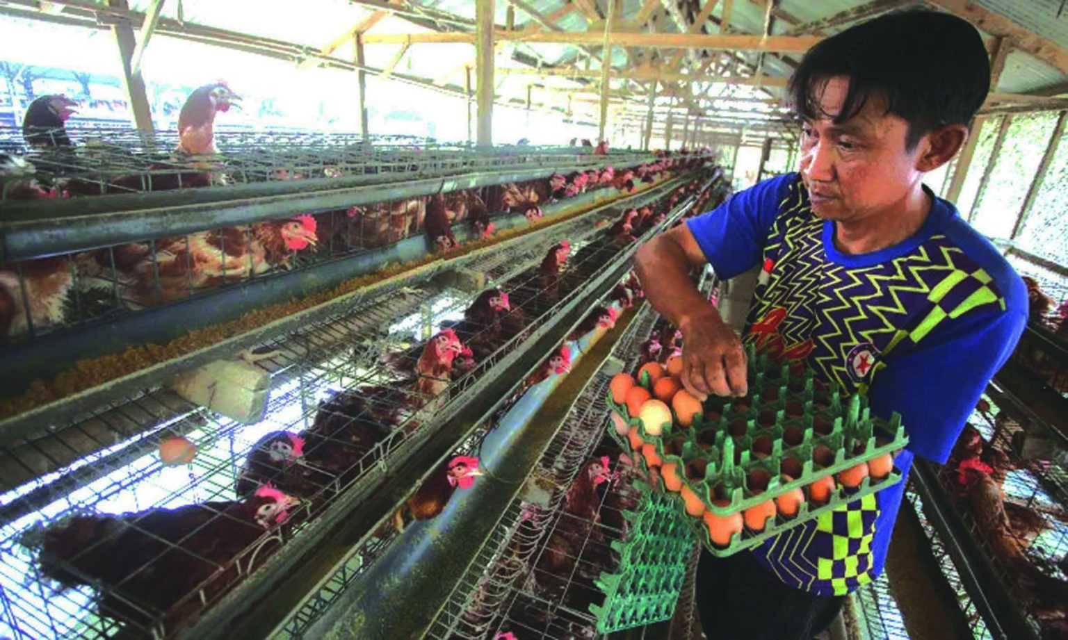 HARGA TELUR AYAM - Badan Pangan Nasional (Bapanas) mengklaim harga telur ayam ras di tingkat peternak mulai berangsur pulih setelah sempat anjlok hingga Rp15.000 per kilogram akibat melemahnya permintaan dalam beberapa pekan terakhir. Kini, harga telur ayam ras di tingkat peternak telah bergerak naik ke kisaran Rp22.000-Rp23.000 per kilogram.(foto:mb/ant)