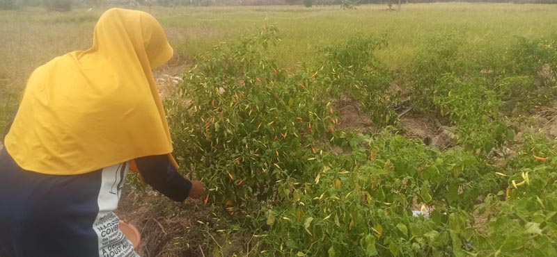 Ratusan Petani Desa Sungai Rutas Mengalami Gagal Panen KEBUN CABE-Fatma petani desa Sei Rutas saat memanen kebun cabe yang tidak terbakar akibat Karhutla.{{herman}}