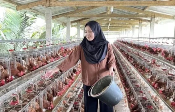 Mentan Janjikan Subsidi untuk Peternak Ayam SUBSIDI KE PETERNAK - Pemerintah menjanikan subsidi sebesar Rp600 miliar pada 2026-2027 untuk penanaman jagung seluas 300 ribu hektare guna memasok kebutuhan pakan peternak ayam. Pemerintah menghubungkan peternak dengan petani jagung agar pasokan bahan baku pakan tersedia dengan harga lebih terkendali. Dukungan diberikan untuk penyediaan pakan bagi usaha ayam petelur maupun pedaging.(foto:mb/ant)
