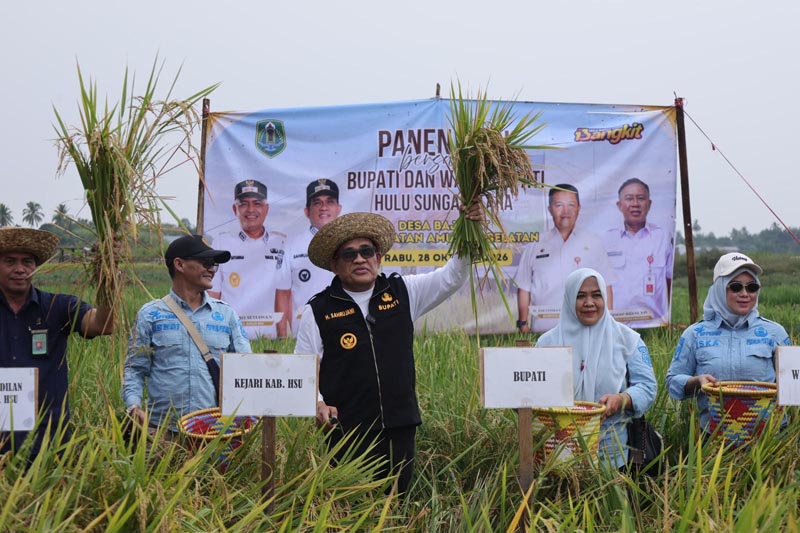 Panen Raya Padi di Desa Bajawit, Bupati Jani Dorong Penguatan Ketahanan Pangan Daerah PANEN - Bupati HSU H Sahrujani mengikuti panen padi di Desa Bajawit Kecamatan Amuntai Selatan.{{yusuf}}